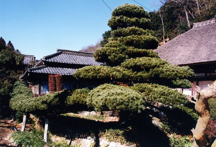 画像:画像:中山の五葉松
