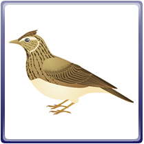 画像：石岡市の鳥-ひばり