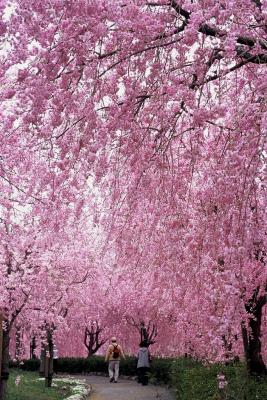 常陸風土記桜