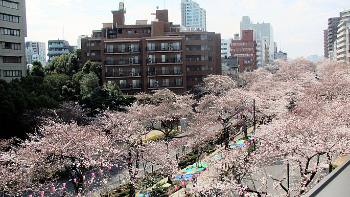 画像：文京花の五大まつり　さくらまつり