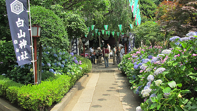 画像：文京花の五大まつり　あじさいまつり