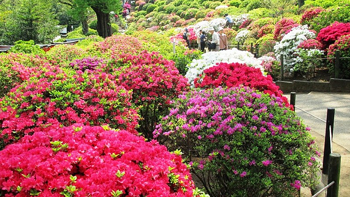 画像：文京花の五大まつり　つつじまつり