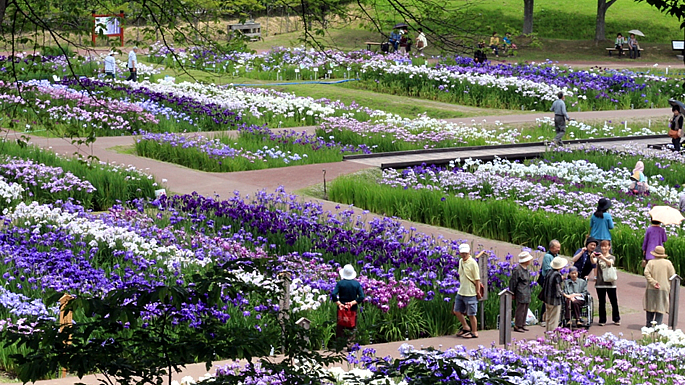 画像：多賀城跡あやめ園