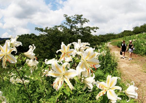 やまゆり写真（H26いしおかフォトコンテスト入選　盛夏の山頂）