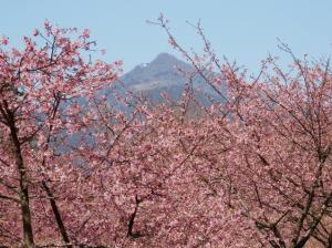 河津桜記者会見