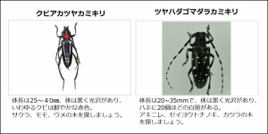 カミキリ見分け方