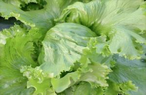 有機レタス