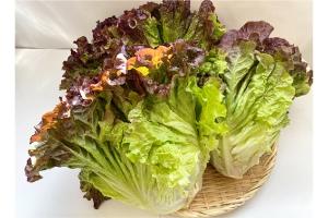 有機サニーレタス