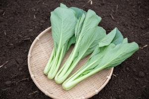 有機小松菜