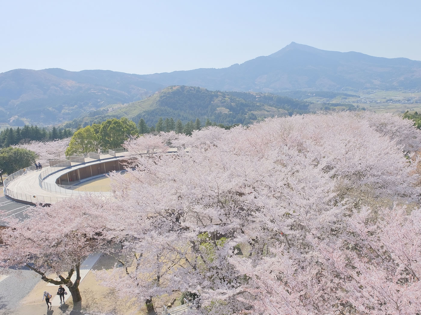 満開の桜